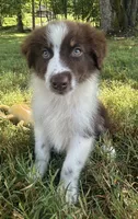 AKC Girlie, a male Australian Shepherd for sale in Copperhill, TN – 1 of 8