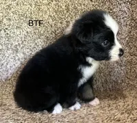 Sweetie, a female Australian Shepherd for sale in Copperhill, TN – 6 of 10