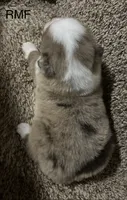 Beauty , a female Australian Shepherd for sale in Copperhill, TN – 7 of 9