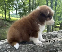 Sweetie , a male Australian Shepherd for sale in Copperhill, TN – 3 of 8