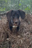 Handsome , a male Miniature Dachshund for sale in Copperhill, TN – 9 of 10