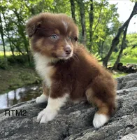 AKC Boy, a male Australian Shepherd for sale in Copperhill, TN – 1 of 8
