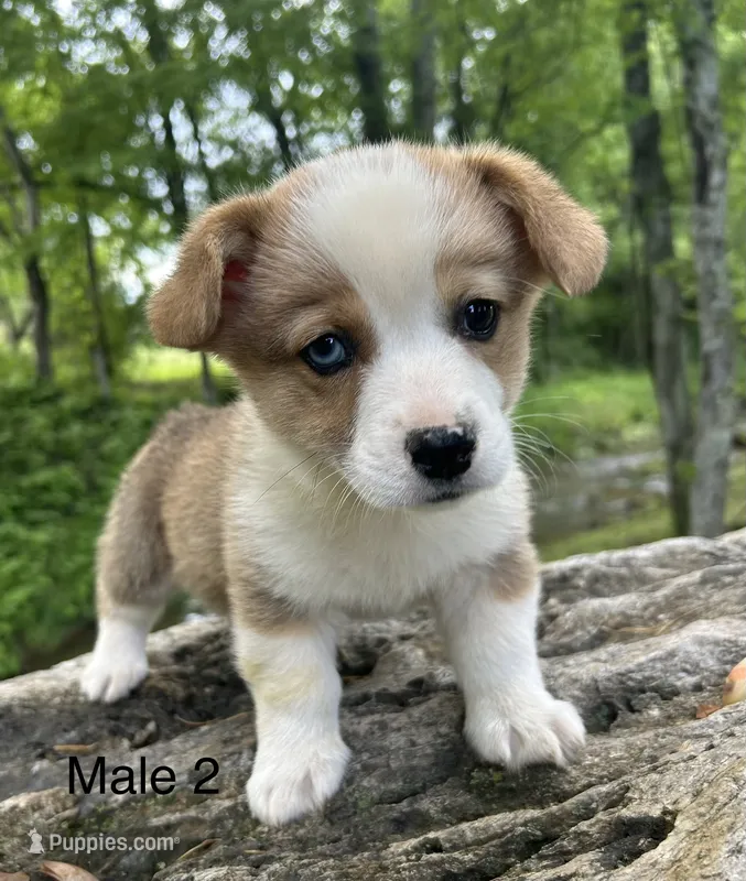 Ace – Pembroke Welsh Corgi puppy for sale in Copperhill, TN