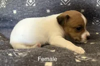 Daisy, a female Jack Russell Terrier for sale in Copperhill, TN – Photo 6 of 8