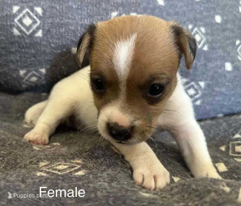 Daisy – Jack Russell Terrier puppy for sale in Copperhill, TN