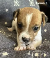 Daisy, a female Jack Russell Terrier for sale in Copperhill, TN – Photo 3 of 8