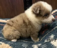Beauty , a female Australian Shepherd for sale in Copperhill, TN – 4 of 8