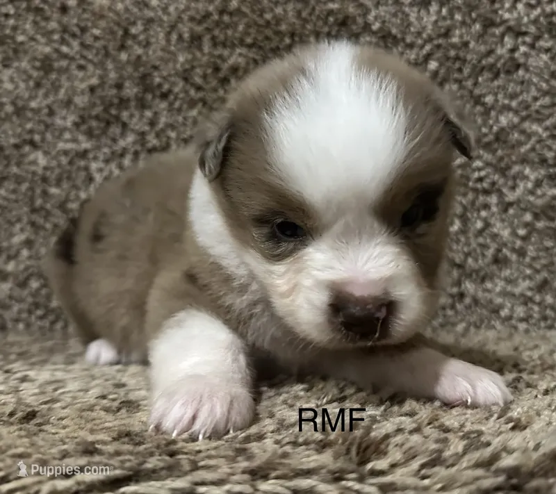 Beauty  – Australian Shepherd puppy for sale in Copperhill, TN
