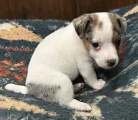 Cutie, a female Jack Russell Terrier for sale in Copperhill, TN – 5 of 10