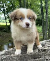 Beauty, a male Australian Shepherd for sale in Copperhill, TN – 4 of 9