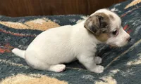 Cutie, a female Jack Russell Terrier for sale in Copperhill, TN – 6 of 10