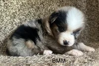 Handsome , a male Australian Shepherd for sale in Copperhill, TN – 4 of 9