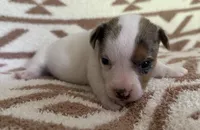 Bluey, a female Jack Russell Terrier for sale in Copperhill, TN – 2 of 8