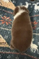 Sweetie , a female Australian Shepherd for sale in Copperhill, TN – 4 of 9