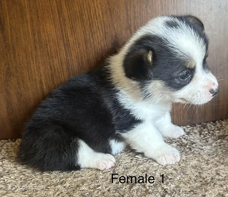 Tulip – Pembroke Welsh Corgi puppy for sale in Copperhill, TN