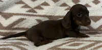 Cutie, a female Miniature Dachshund for sale in Copperhill, TN – 4 of 9