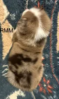 Handsome , a male Australian Shepherd for sale in Copperhill, TN – 4 of 9