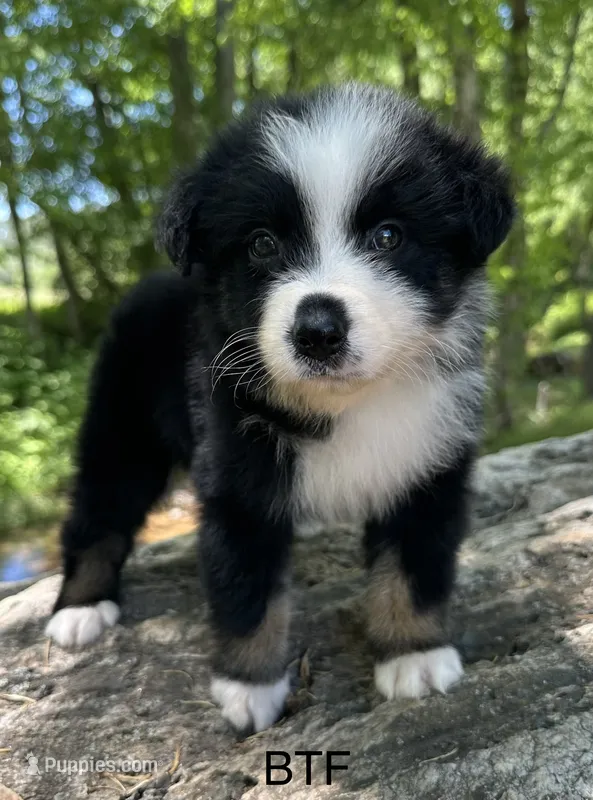 Sweetie – Australian Shepherd puppy for sale in Copperhill, TN