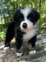 Sweetie, a female Australian Shepherd for sale in Copperhill, TN – 1 of 8