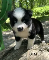 Blue eyes, a female Australian Shepherd for sale in Copperhill, TN – 4 of 9