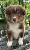 AKC Boy, a male Australian Shepherd for sale in Copperhill, TN – 2 of 8