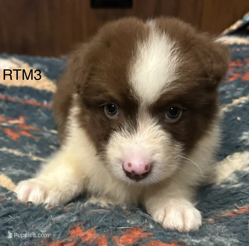 AKC Pretty Boy – Australian Shepherd puppy for sale in Copperhill, TN