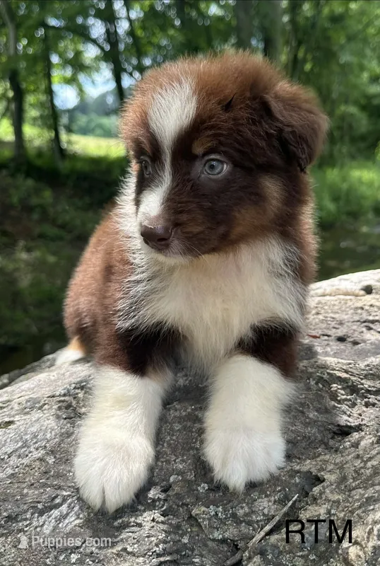 Handsome Boy – Australian Shepherd puppy for sale in Copperhill, TN