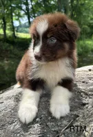 Handsome Boy, a male Australian Shepherd for sale in Copperhill, TN – 1 of 8