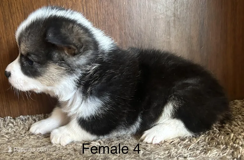 Molly – Pembroke Welsh Corgi puppy for sale in Copperhill, TN