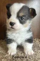 Molly, a female Pembroke Welsh Corgi for sale in Copperhill, TN – Photo 2 of 2