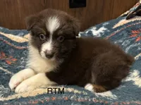 Handsome Boy, a male Australian Shepherd for sale in Copperhill, TN – 4 of 9