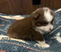 Sweetie , a female Australian Shepherd for sale in Copperhill, TN – 7 of 9