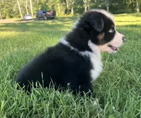 Blue eyes, a male Australian Shepherd for sale in Copperhill, TN – 4 of 9