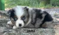 Handsome , a female Australian Shepherd for sale in Copperhill, TN – 3 of 8