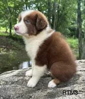 AKC Pretty Boy, a male Australian Shepherd for sale in Copperhill, TN – 5 of 7