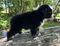 Sweetie, a female Australian Shepherd for sale in Copperhill, TN – 5 of 8