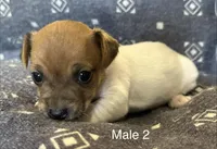 Luke, a male Jack Russell Terrier for sale in Copperhill, TN – Photo 4 of 10