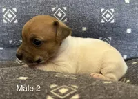 Luke, a male Jack Russell Terrier for sale in Copperhill, TN – Photo 2 of 10