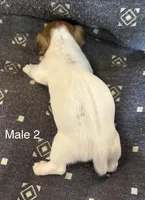 Luke, a male Jack Russell Terrier for sale in Copperhill, TN – Photo 8 of 10