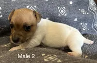 Luke, a male Jack Russell Terrier for sale in Copperhill, TN – Photo 6 of 10