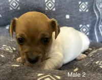 Luke, a male Jack Russell Terrier for sale in Copperhill, TN – Photo 7 of 10