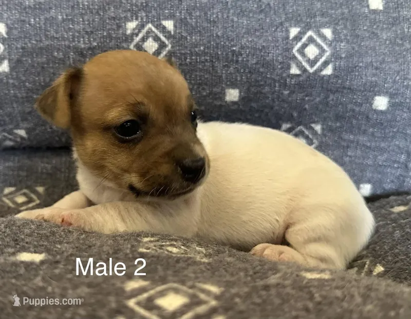 Luke – Jack Russell Terrier puppy for sale in Copperhill, TN