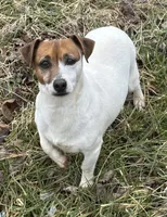 Luke, a male Jack Russell Terrier for sale in Copperhill, TN – Photo 10 of 10