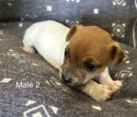 Luke, a male Jack Russell Terrier for sale in Copperhill, TN – Photo 5 of 10