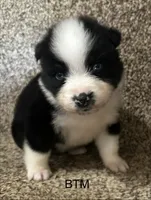 Blue eyes, a male Australian Shepherd for sale in Copperhill, TN – 1 of 9