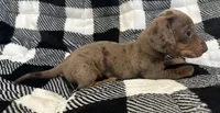 Handsome , a male Miniature Dachshund for sale in Copperhill, TN – 3 of 10