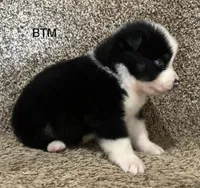 Blue eyes, a male Australian Shepherd for sale in Copperhill, TN – 4 of 9