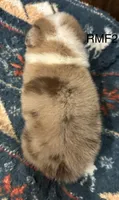 Beauty , a female Australian Shepherd for sale in Copperhill, TN – 3 of 8