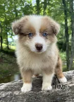 Beauty, a male Australian Shepherd for sale in Copperhill, TN – 2 of 9