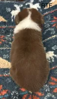 AKC Girl, a female Australian Shepherd for sale in Copperhill, TN – 4 of 8